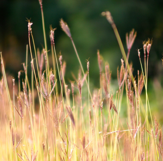 projet domiciliaire en nature